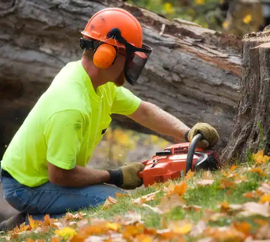 tree services Audubon Park